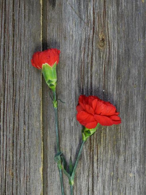 POMODORO RED CARNATIONS